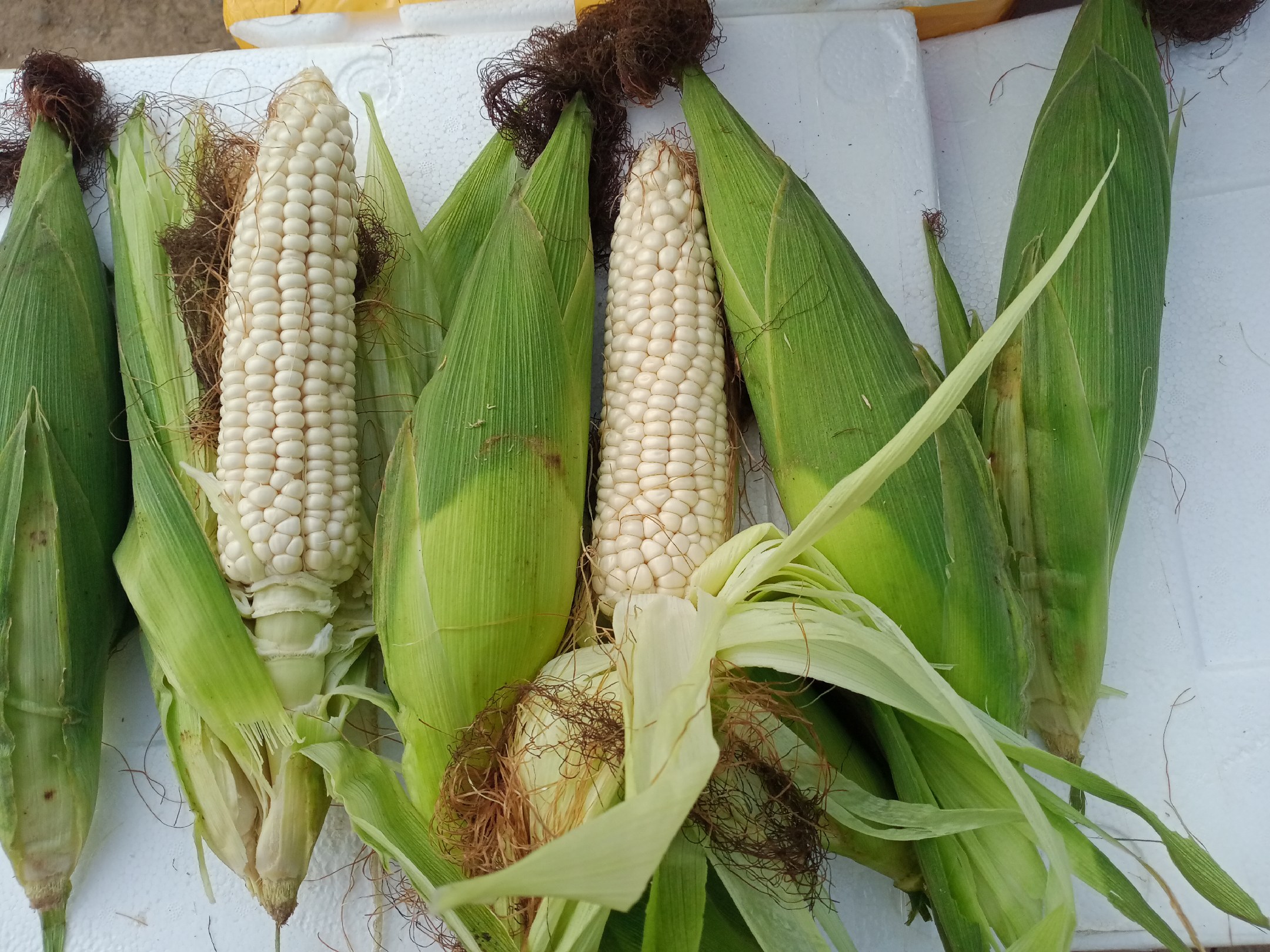 高清微距摄影:京科甜605罐装甜玉米粒,展示其饱满形态、均匀尺寸及糖浆浸润表层,体现高游离糖含量带来的视觉与触觉特征 甜玉米罐头粒特写:金黄色饱满颗粒,表面微泛糖浆光泽,单粒直径约12mm,置于白色瓷盘中