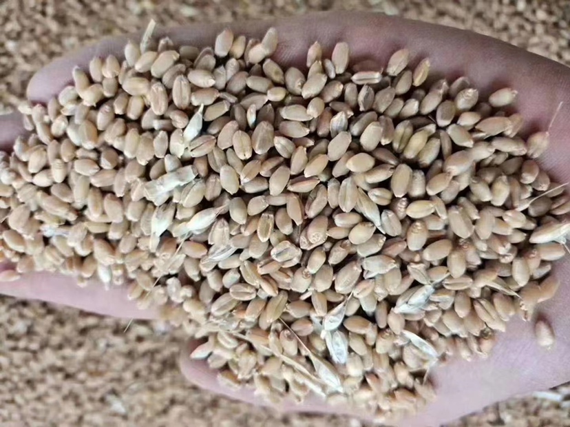 农户正在使用电动拌种机对小麦种子进行药剂包衣处理,种子呈金黄色或红色(因添加警戒色),设备为不锈钢滚筒式拌种机,背景为农资仓库,旁边放置农药包装瓶,标签清晰可见,如‘满适金’‘戊唑醇’等 小麦种子药剂拌种现场操作图