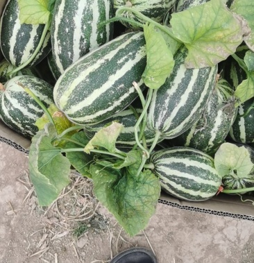 瓜头博洋系列博洋9博洋910博洋61星田24