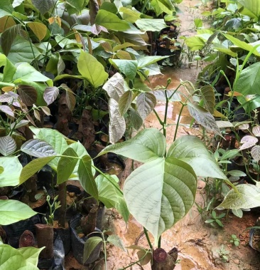 [血藤苗批发]鸡血藤苗价格1.30元/棵 - 一亩田