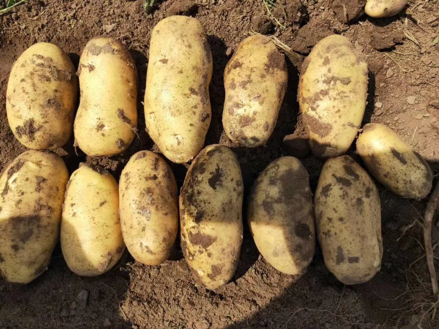 荷兰15号土豆采收现场图