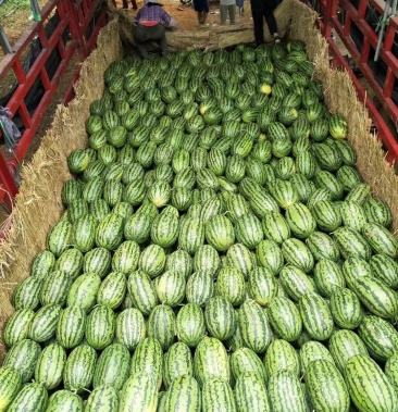 湖北基地承包地精品绿爽绿裳西瓜,八斤起步八成熟!