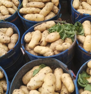 [荷兰806批发]土豆 坤元6号 荷兰806价格0.65元/斤 - 一亩田