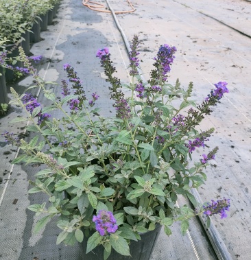 [醉鱼草批发]花卉盆景价格6.00元/棵 - 一亩田