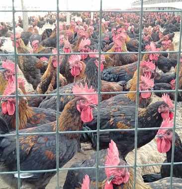 50             起批价             500斤             产地