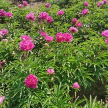 芍药花多色千层芍药花东北耐寒重瓣芍药花量大优惠