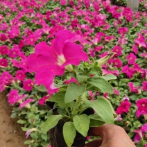 牵牛花，玫红，大红的，两色，营养杯，双色杯，质量优，价格