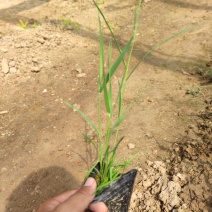 芦苇，一手货源，大量现货供应，山东青州基地