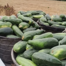 镇江水菜瓜嫩脆爽口夏季解暑之佳品