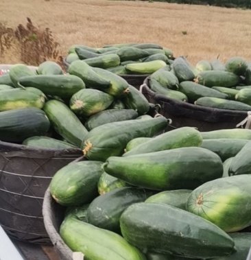 镇江水菜瓜嫩脆爽口夏季解暑之佳品