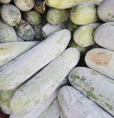 【冬瓜】安徽大白冬瓜,一手货源 ,量大货优,物美价廉产地直供