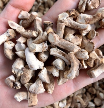 双剪香菇脚干净度高食品厂干货店批发商大量现货供应河南批发