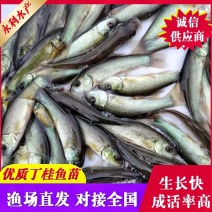 丁桂鱼苗、丁鱥鱼苗、绿丁桂鱼苗，全国发货，欢迎咨询订购