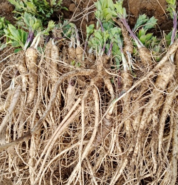 [荆芥批发]芥梗价格3.00元/斤 - 一亩田