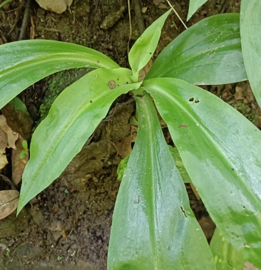 野生双肾草现采现发有需要的联系