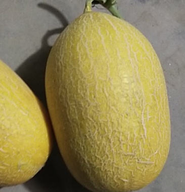 [红心脆哈密瓜批发]脆肉黄哈密瓜价格1.60元/斤 - 一亩田