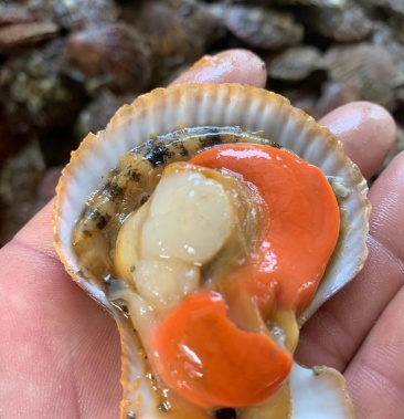 [扇贝批发]鲜活扇贝栉孔贝 带黄刺贝 保活发货自助餐饮食材价格4.