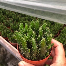 多肉植物招财手仙人掌绿植网红室内室外美观招财必备