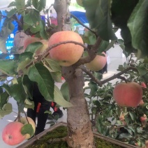 盆景多个品种的苹果盆景可观赏和食用