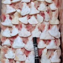 巴沙鱼鱼鳍20斤/件适合工厂加工食堂烧烤店酒楼