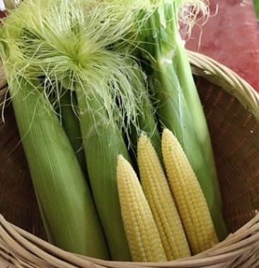 现摘现发玉米笋脆甜嫩小玉米芯仔新鲜批发包邮.