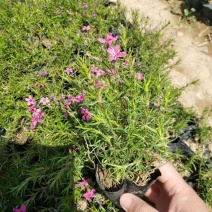 山东芝樱，一手货源，基地直发，承接各种绿化工程