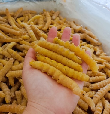 豆虫豆丹高蛋白大豆虫野生豆虫山货昆虫个大黄多营养丰富