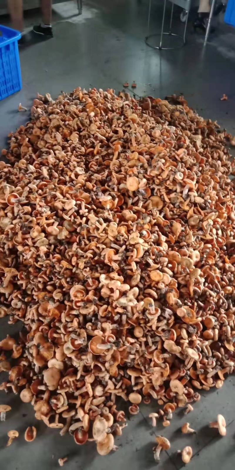 广西松树菌枞树菌深山老林里的好菌,保质保量