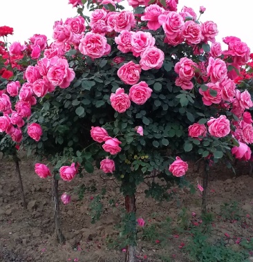 3公分树状月季 南阳基地直供 高杆月季 双色月季树