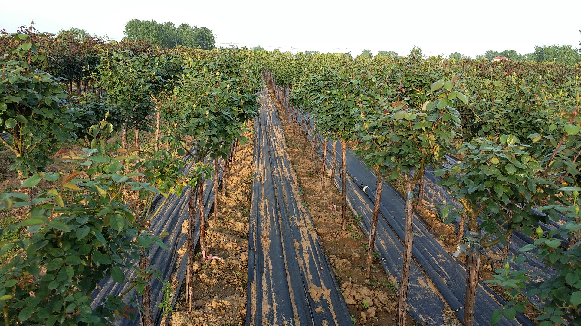 中国主要月季种植区分布图,重点标注江苏沭阳、云南昆明、山东青州三个核心产区,配以气候带图例与年产量柱状图,辅助说明各区域生产优势 月季主要产区地图示意