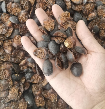 [土鳖虫批发]中药材土元土鳖虫大个干货可磨粉各种规格量大从优价格