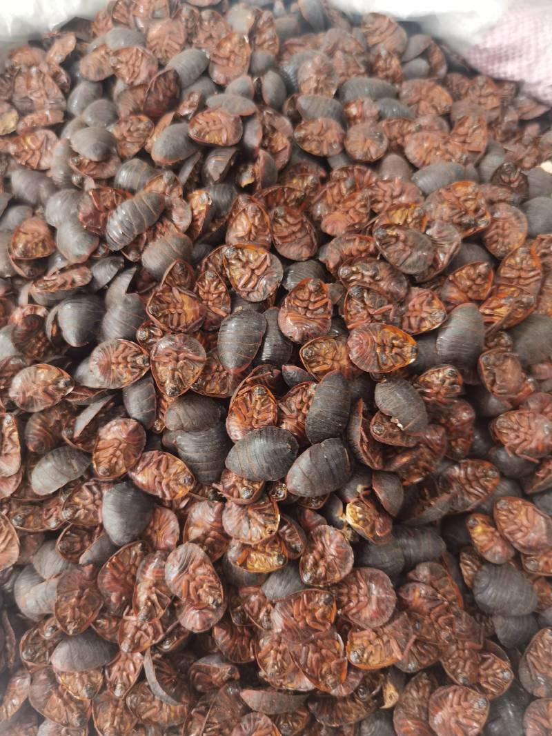 中药材土元土鳖虫大个干货可磨粉各种规格量大从优