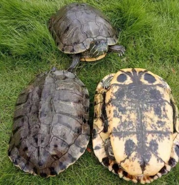 巴西龟六斤以上三百只龟