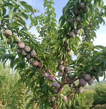 [青脆李子批发]大棚李子青脆李子价格15.00元/斤 - 一亩田