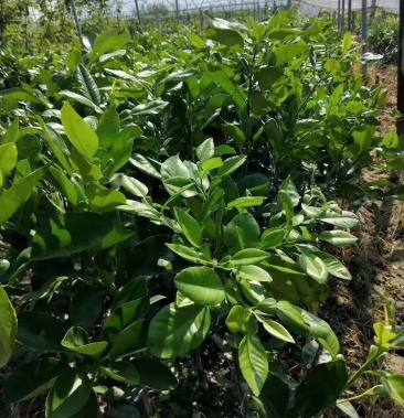 泰国红宝石柚苗 泰国红宝石青柚嫁接苗柚子树苗新品红宝石柚