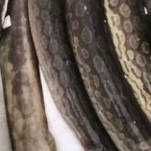 海刀鳅
