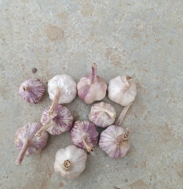 [大蒜批发]苔蒜辨价格2.00元/斤 - 一亩田