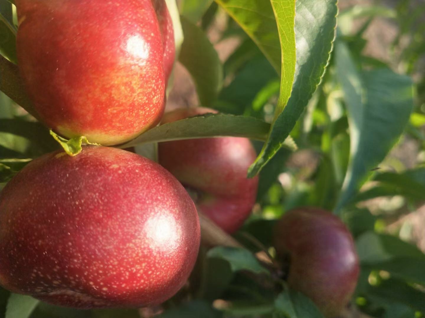 蟠桃果园种植场景