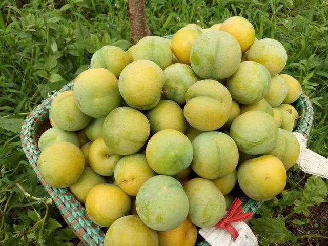 蜂糖李果园丰收景象