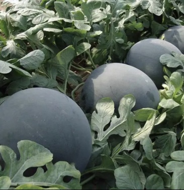 [无籽西瓜批发]墨童无籽西瓜价格1.80元/斤 - 一亩田