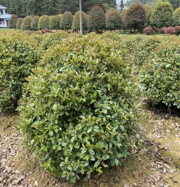 [四季桂批发]四季桂球价格260.00元/棵 - 一亩田