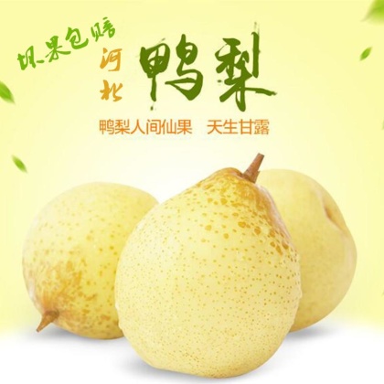 山东聊城冠县水晶梨产地行情