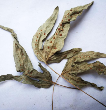 [金鸡脚批发]金鸡脚,鹅掌金星草价格45.00元/斤 - 一亩田