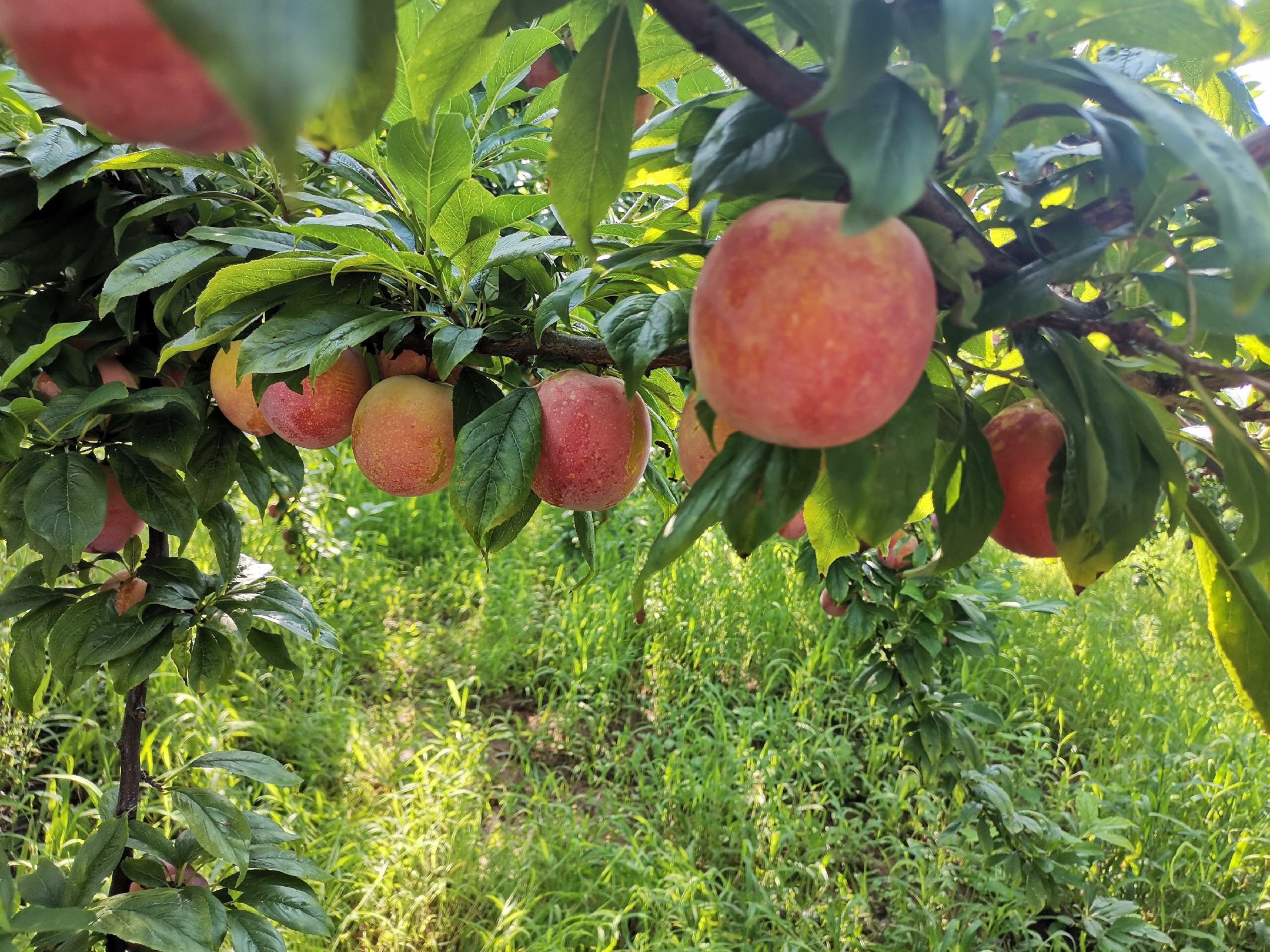 大青李子挂满枝头特写