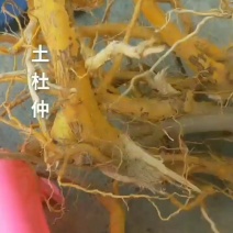 野生黄皮山杜仲丶单位斤