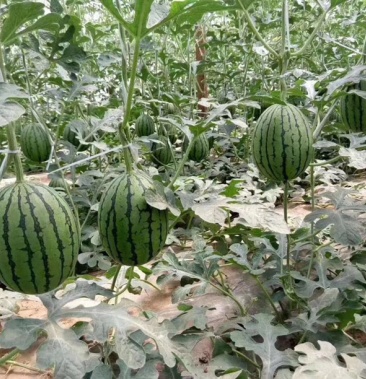 [西瓜批发]庞各庄吊秧西瓜价格3.40元/斤 - 一亩田