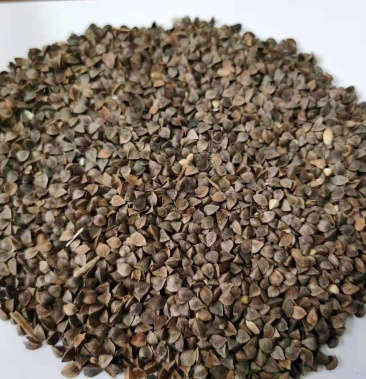 进口俄罗斯优质荞麦,量大优惠.