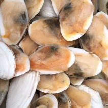 产地直销半壳白贝刀贝冷冻半壳贝江苏海鲜水产