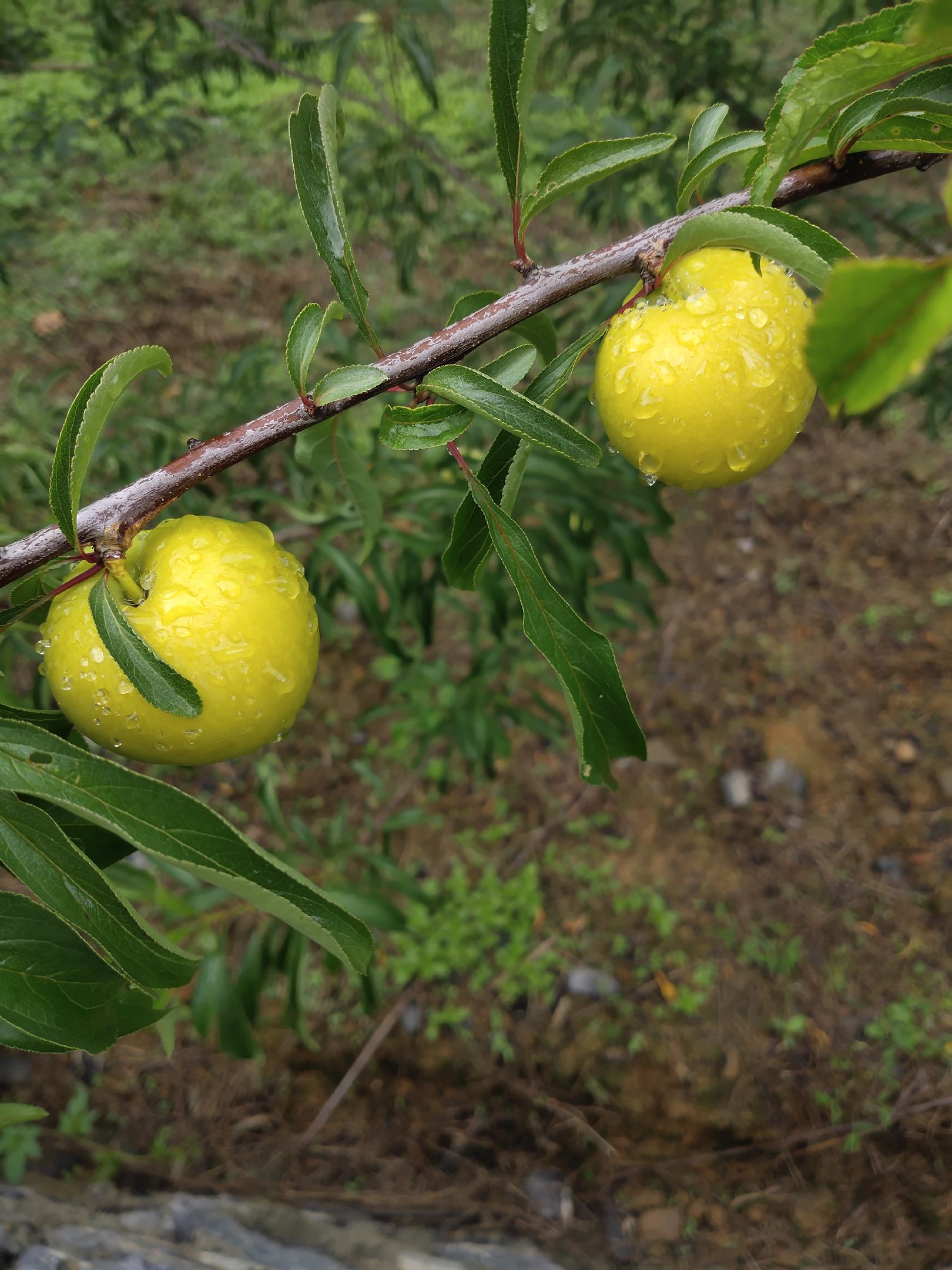 贵州省安顺市镇宁县六马蜂糖李