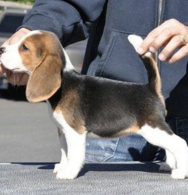 [狗批发]比格犬幼犬米格鲁猎兔犬疫苗已做价格200.00元/只 - 一亩田